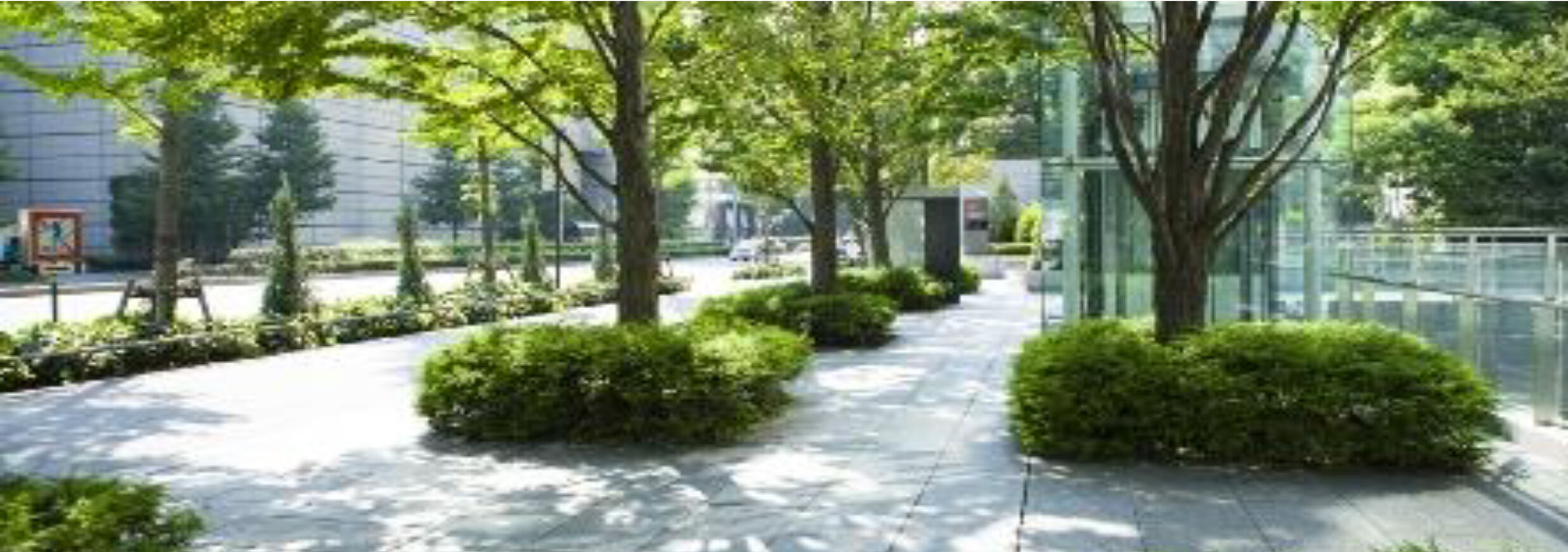 Street trees in urban areas Green infrastructure Kamra tal